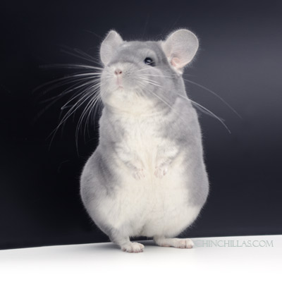 blue diamond chinchilla